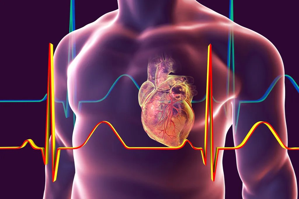 "Heart with coronary vessels inside human body - Dra. Gisele Bachur - Cardiologista RJ